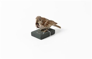 Image description is not available for 2007.2.6